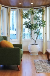 観葉植物　大1