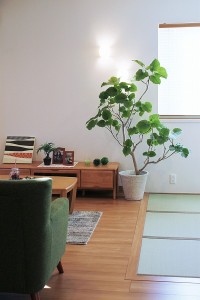 観葉植物　大2