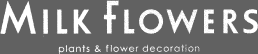 MILK FLOWERS plants & flower decoration